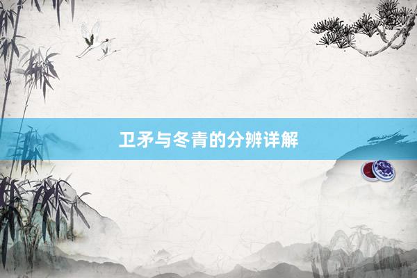 卫矛与冬青的分辨详解